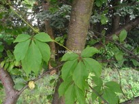 Parthenocissus quinquefolia