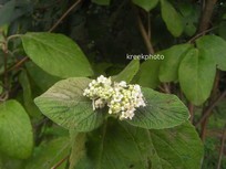 Viburnum lantana