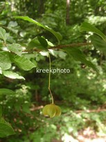 Euonymus verrucosus