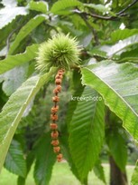 Castanea sativa