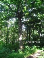 Fagus sylvatica