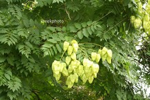 Koelreuteria paniculata