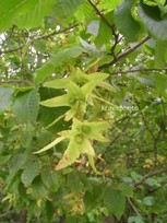 Carpinus betulus