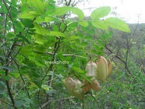 Colutea arborescens