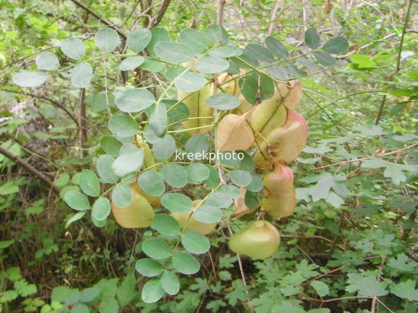 Colutea arborescens