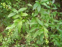 Ligustrum vulgare