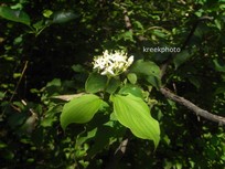 Cornus sanguinea