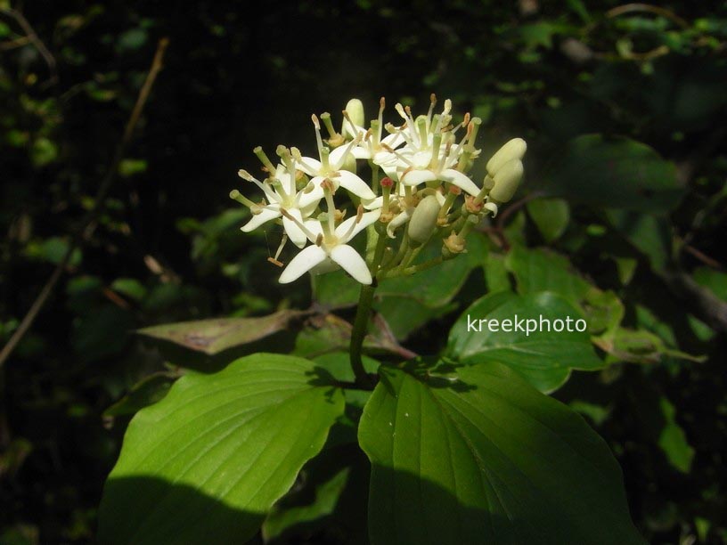 Cornus sanguinea