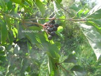 Cornus sanguinea