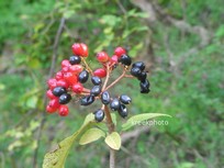 Viburnum lantana