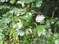 Crataegus monogyna