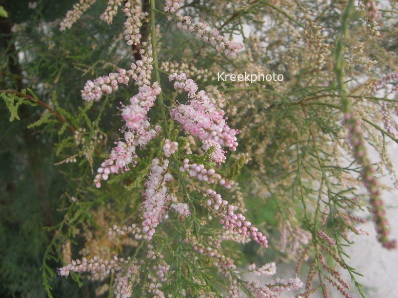 Tamarix ramosissima