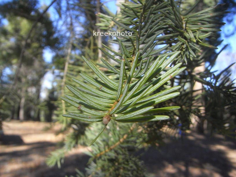 Torreya californica