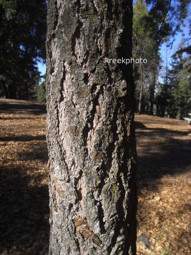 Torreya californica