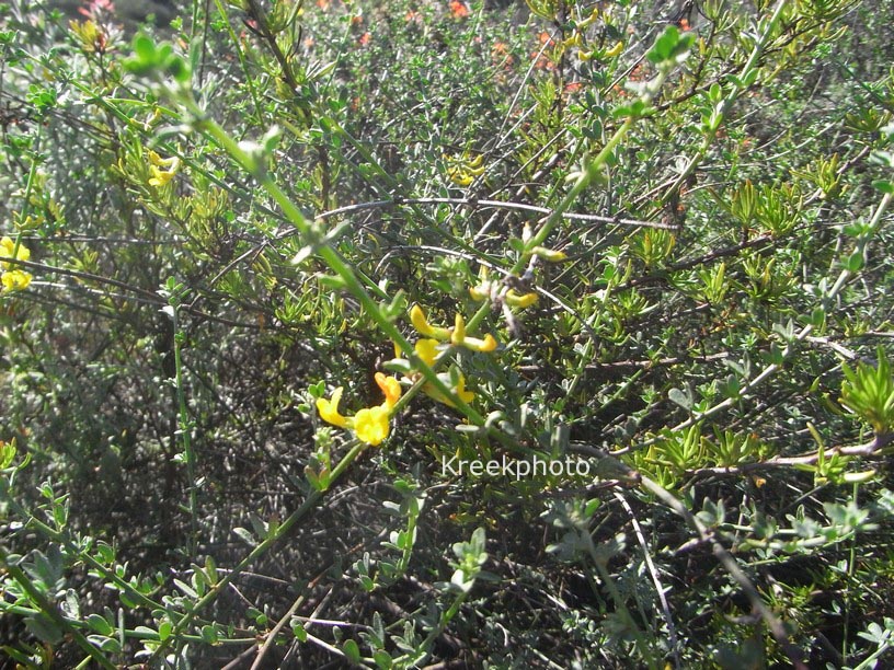 Cytisus scoparius