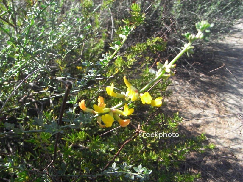 Cytisus scoparius