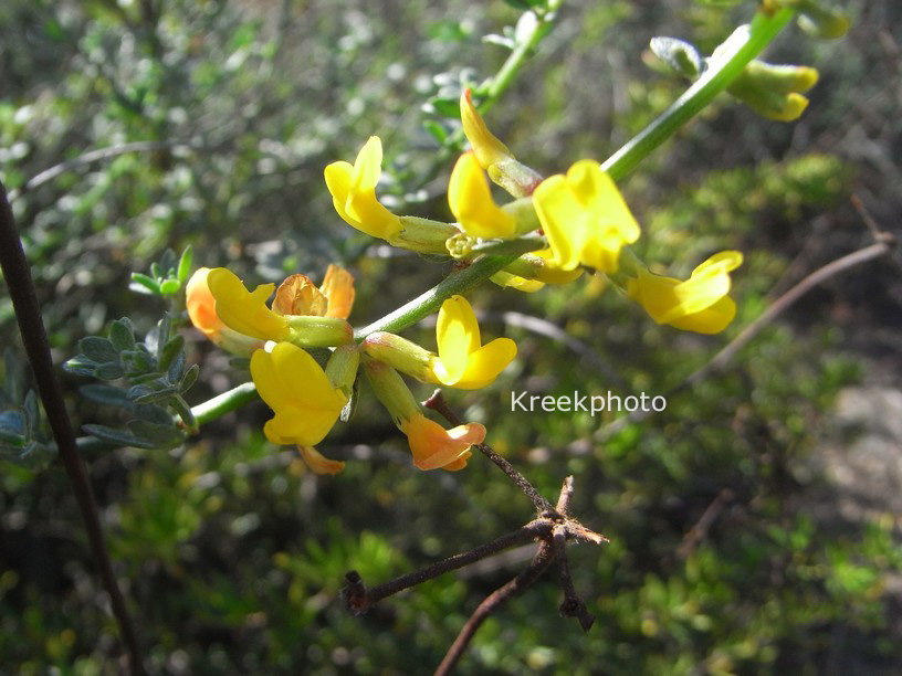 Cytisus scoparius