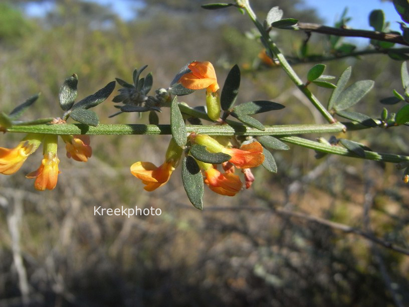 Cytisus scoparius