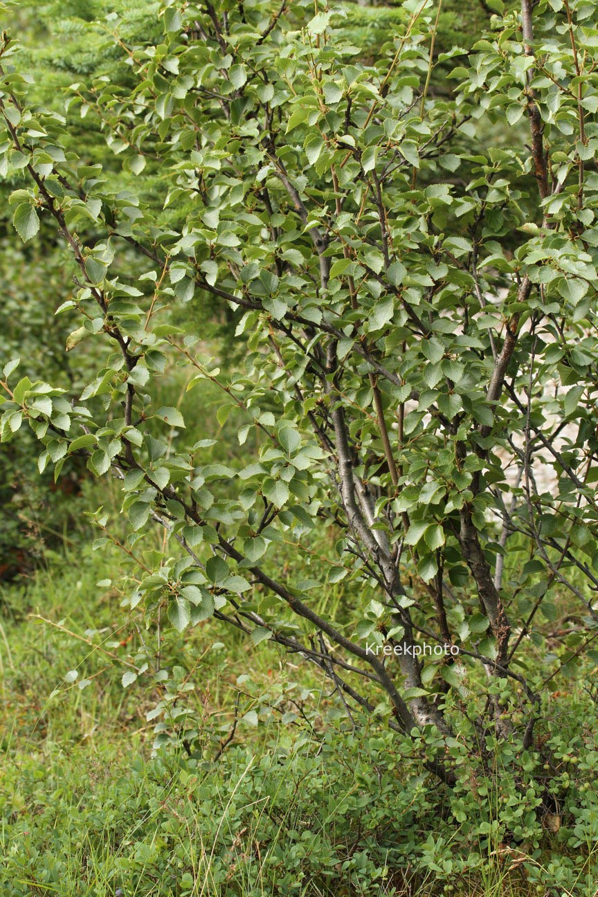 Betula pubescens