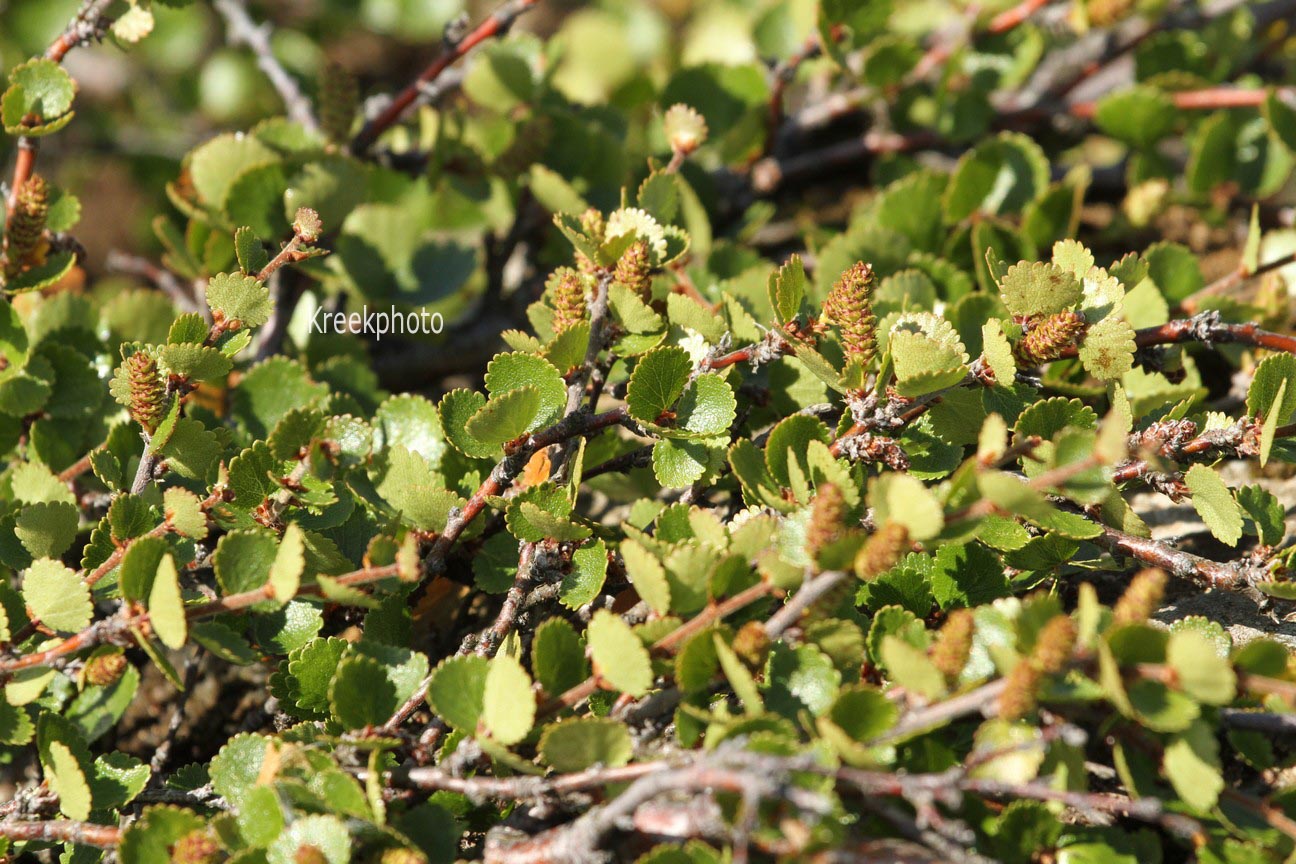 Betula nana