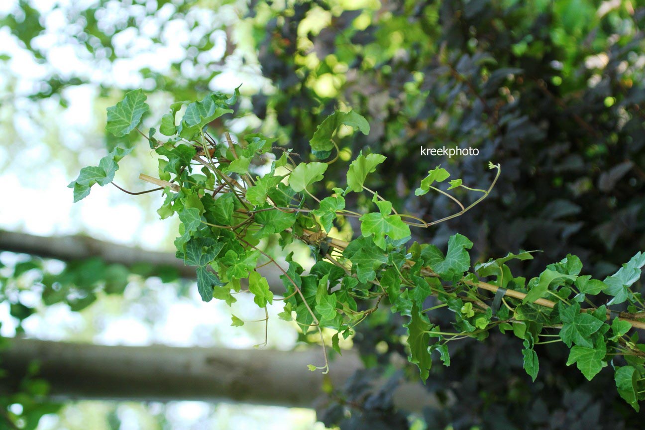 Hedera helix 'Parsley's Crested'