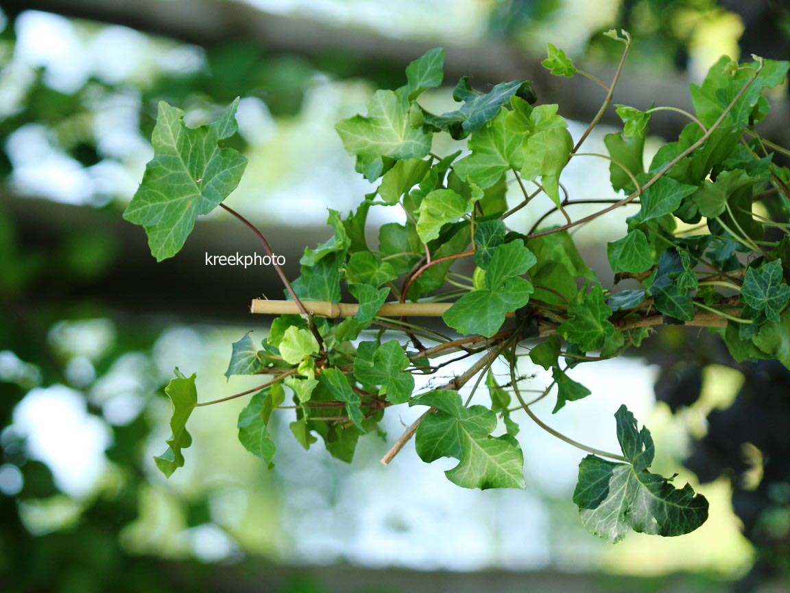 Hedera helix 'Parsley's Crested'