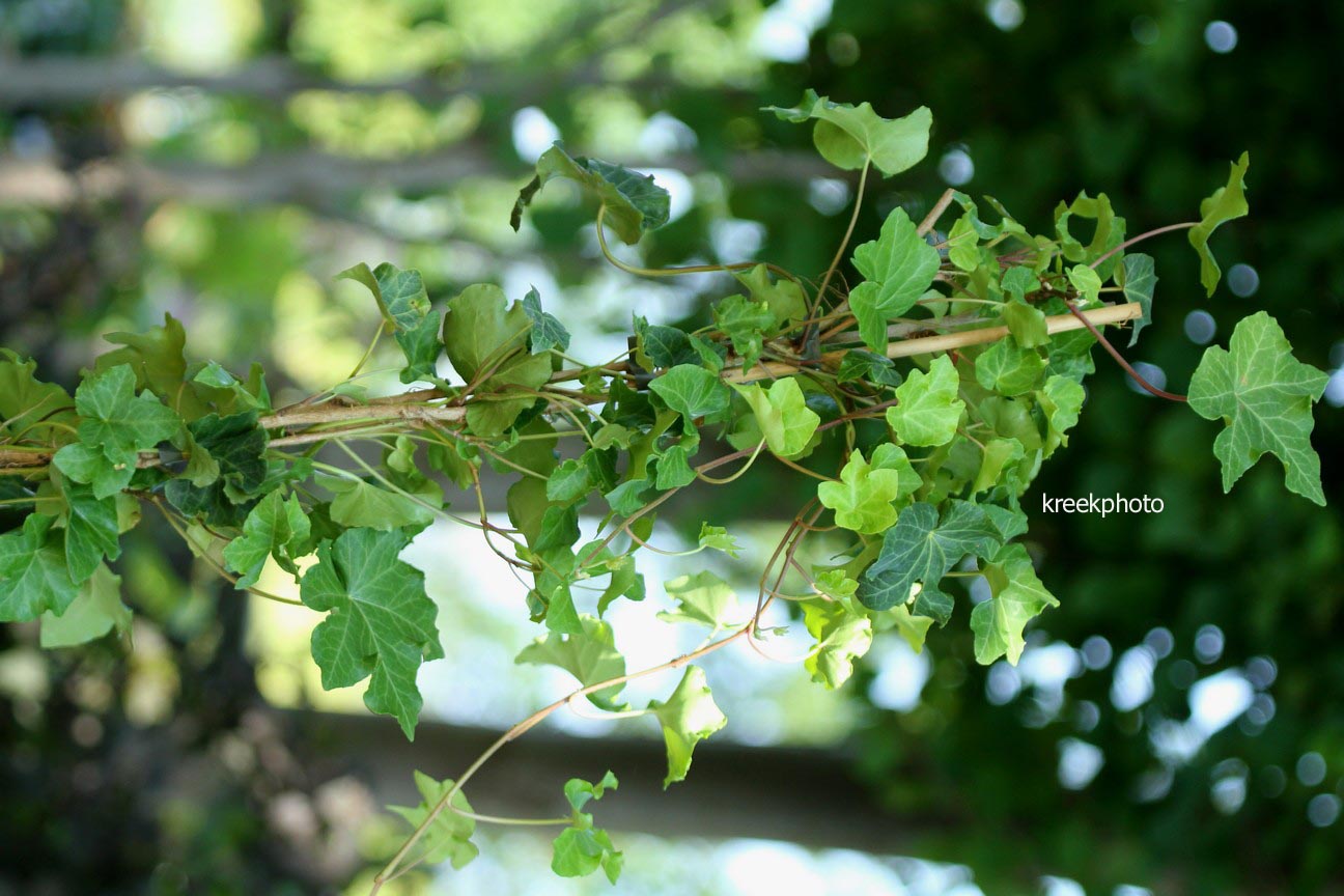 Hedera helix 'Parsley's Crested'