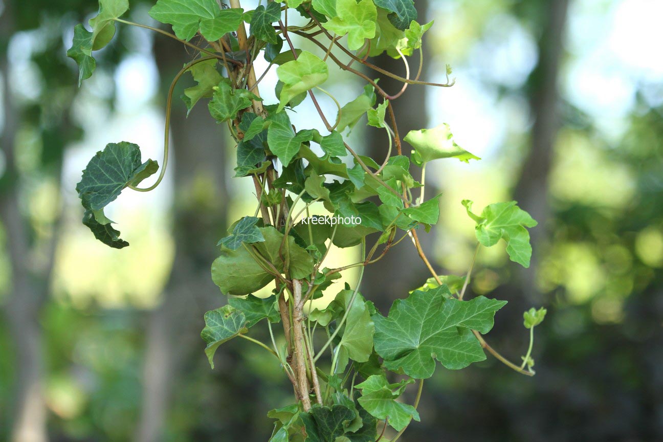 Hedera helix 'Parsley's Crested'