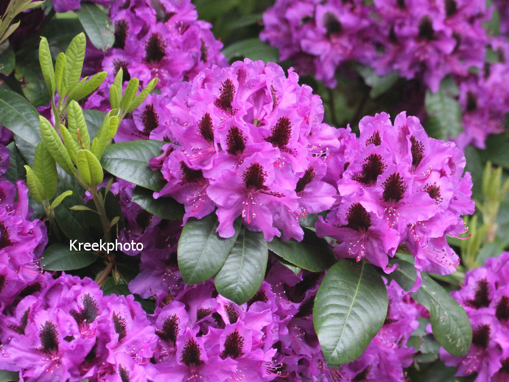 Rhododendron 'Peter Alan'