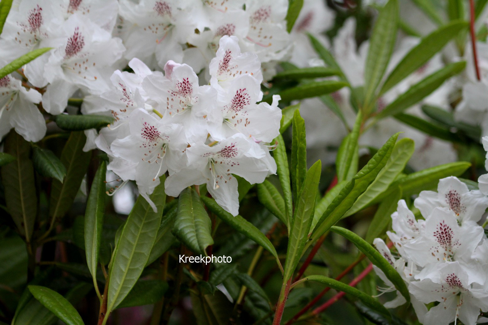 Rhododendron annae