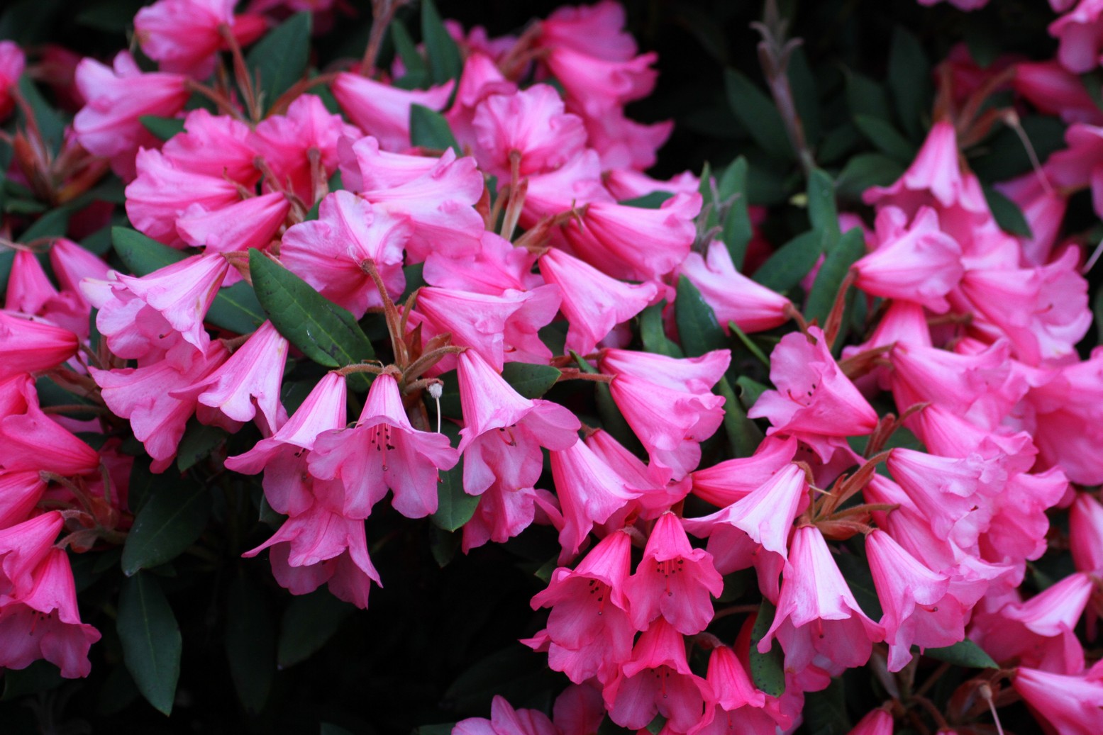 Rhododendron 'Winsome'