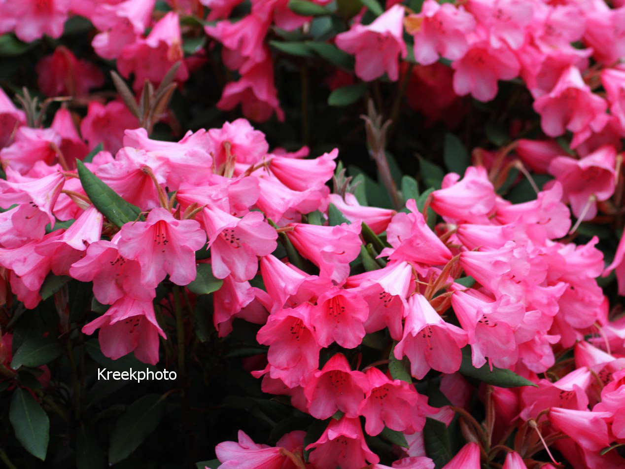 Rhododendron 'Winsome'