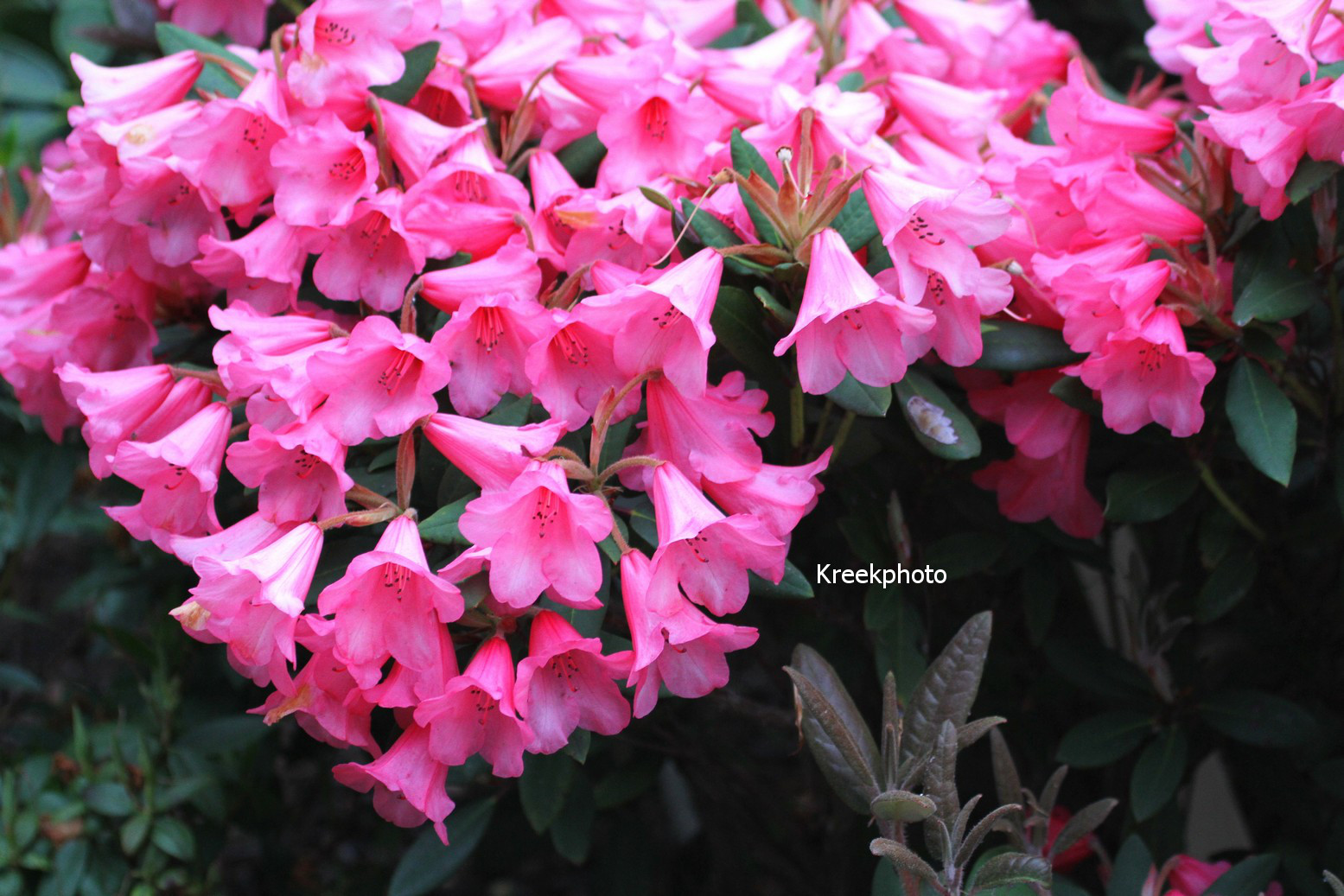 Rhododendron 'Winsome'