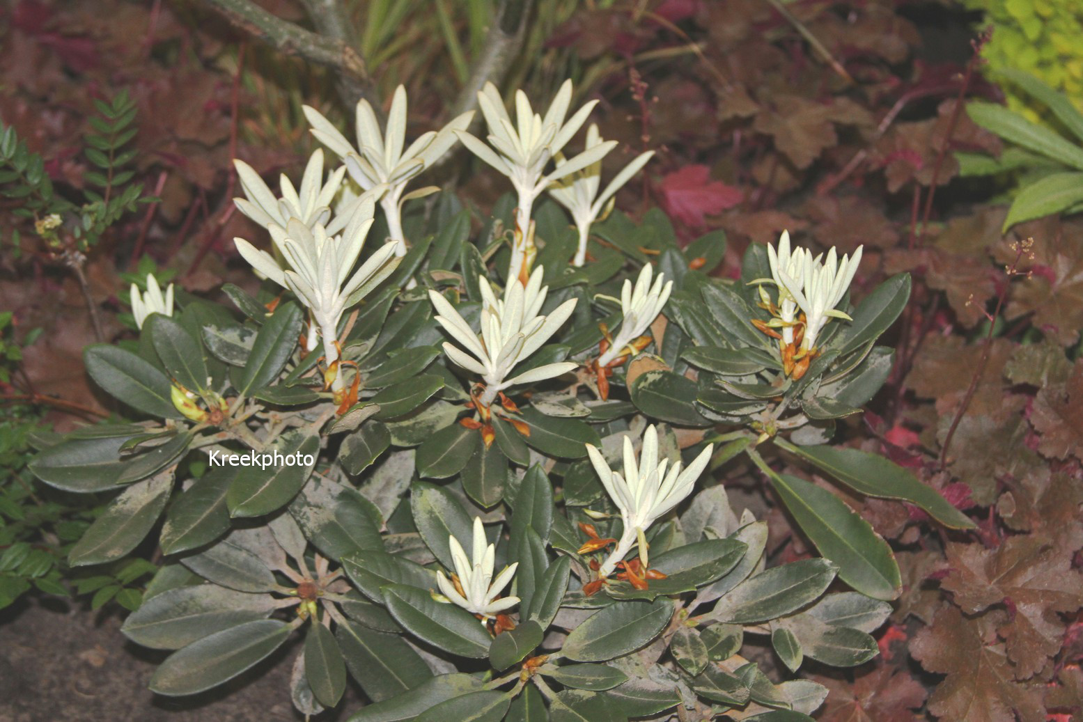 Rhododendron yakushimanum