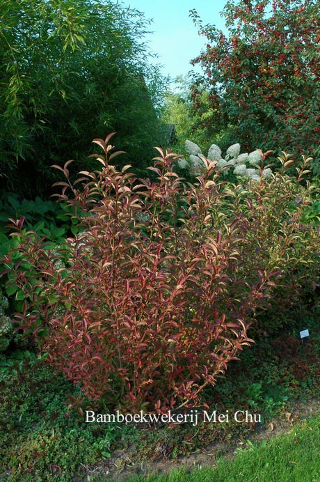 Viburnum erubescens