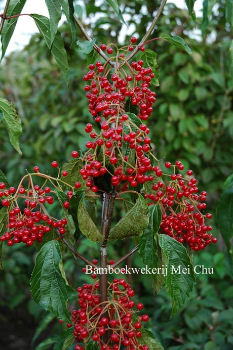 Viburnum betulifolium