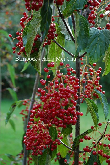 Viburnum betulifolium