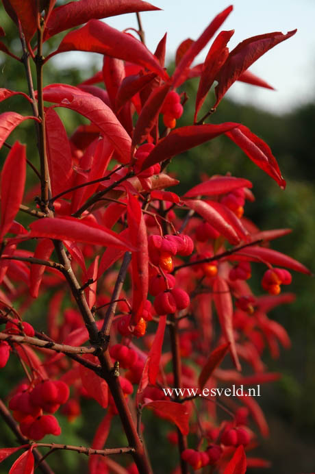 Euonymus europaeus 'Red Cascade'