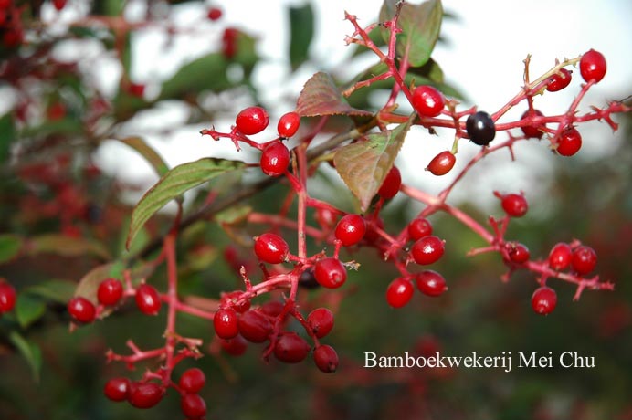 Viburnum hillieri 'Winton'