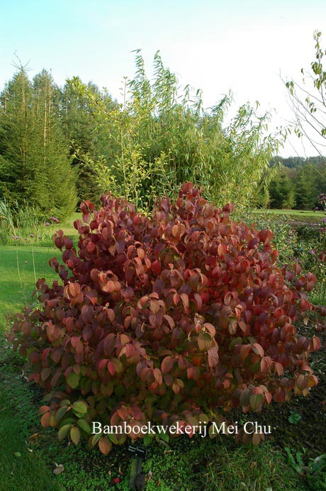 Viburnum plicatum 'Newport'