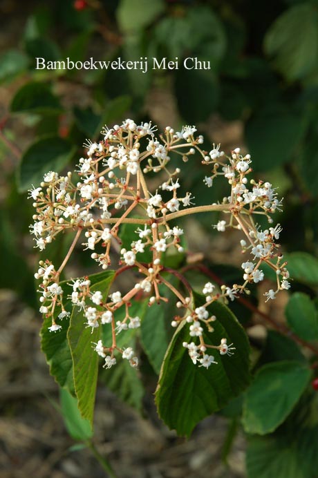 Viburnum 'Oneida'