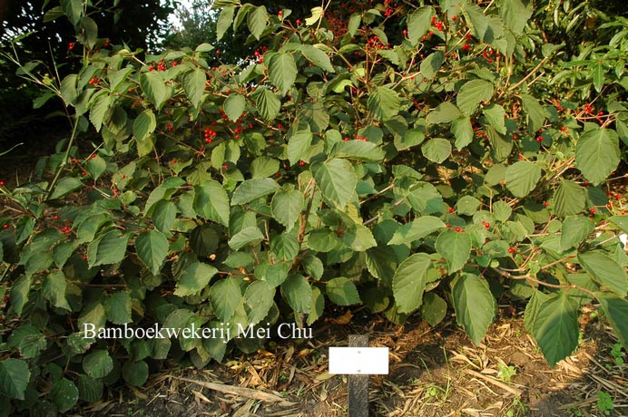 Viburnum 'Oneida'