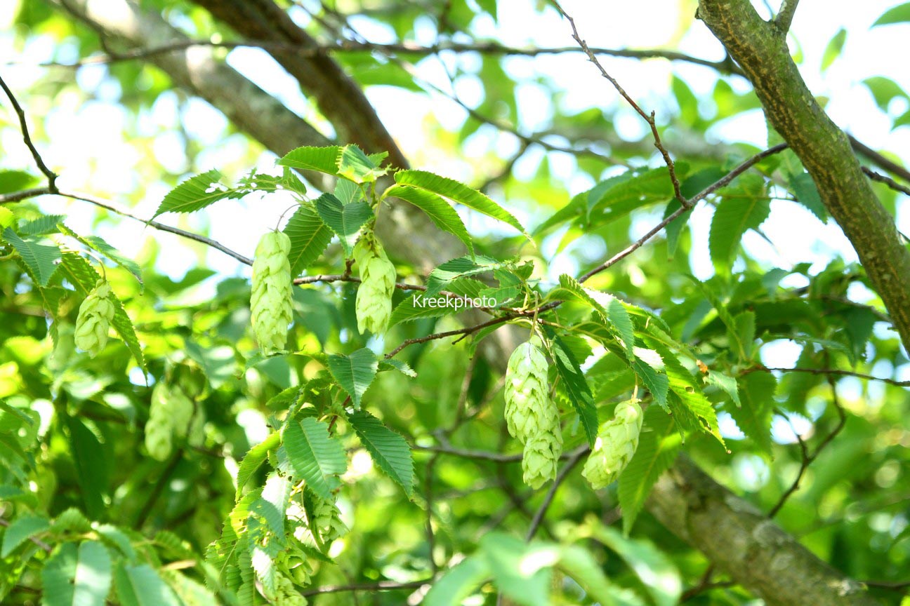 Carpinus japonica