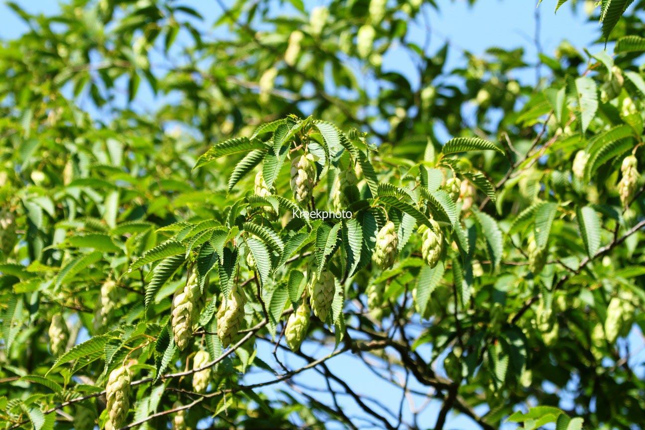 Carpinus japonica