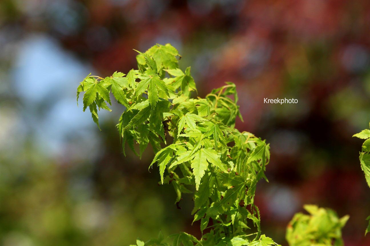 Acer palmatum 'Yamato ao yagi'