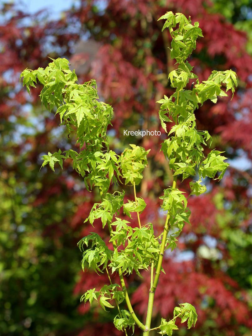 Acer palmatum 'Yamato ao yagi'