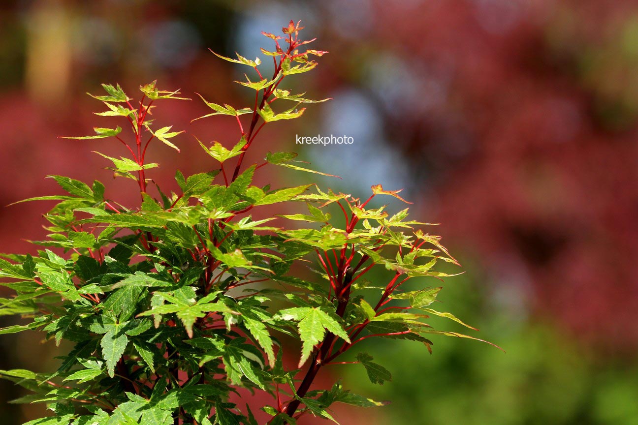 Acer palmatum 'Ryugu'