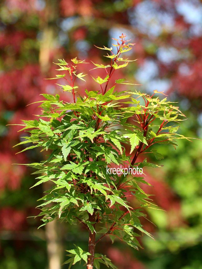 Acer palmatum 'Ryugu'