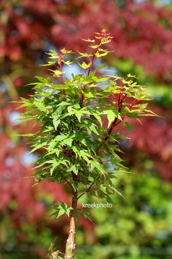 Acer palmatum 'Ryugu'