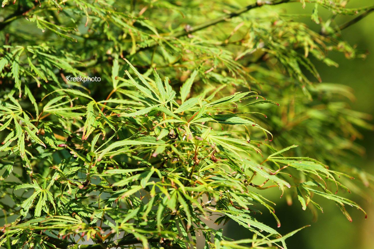 Acer palmatum 'R-Lane'